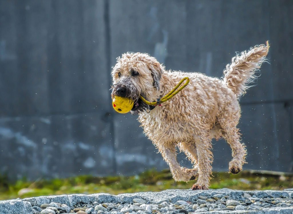 puppy with ball